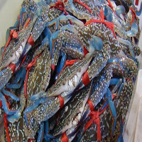 鄂尔多斯海鲜活体空运